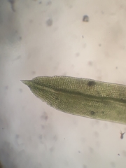 Macromitrium grossirete