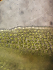 Macromitrium grossirete