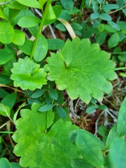 Micranthes nelsoniana aestivalis