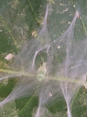 Stenopsocus