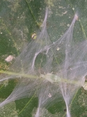 Stenopsocus