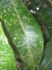Stenopsocus
