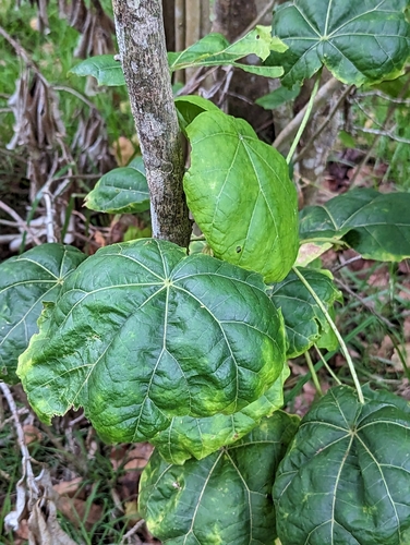 Kilauea Hau Kuahiwi (Hibiscadelphus giffardianus)