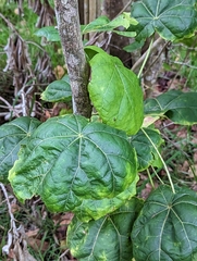 (c) Tom and T Herman, some rights reserved (CC BY) Hibiscadelphus giffardianus, photograph (c) Tom and T Herman, some rights reserved (CC BY)