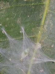 Stenopsocus