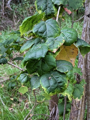 Hibiscadelphus giffardianus, photograph 5