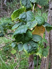 (c) Tom and T Herman, some rights reserved (CC BY) Hibiscadelphus giffardianus, photograph (c) Tom and T Herman, some rights reserved (CC BY)