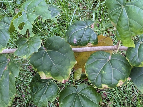 Image of Hibiscadelphus giffardianus by (c) Tom and T Herman, some rights reserved (CC BY)