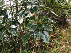 Trochodendron aralioides