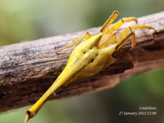 Arachnura melanura