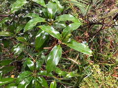 Quercus sessilifolia