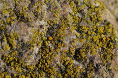 Flavoplaca