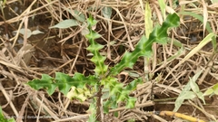 Acanthus ilicifolius