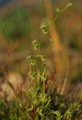Pectocarya recurvata
