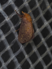 Doratifera quadriguttata