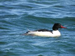 Mergus merganser merganser