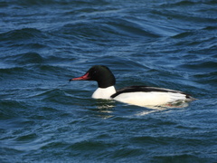 Mergus merganser merganser