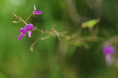 Desmodium floridanum
