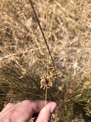 Juncus amabilis