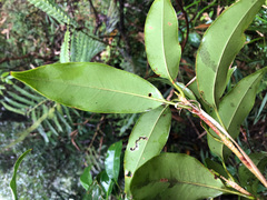 Quercus sessilifolia