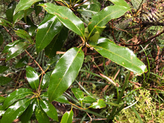 Quercus sessilifolia