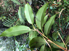 Quercus sessilifolia