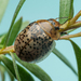 Paropsisterna stictica - Photo (c) Gunter Maywald, algunos derechos reservados (CC BY-NC), subido por Gunter Maywald