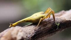 Arachnura melanura
