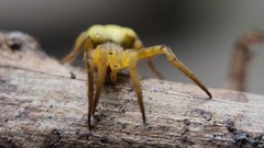 Arachnura melanura