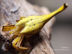 Arachnura melanura