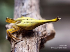 Arachnura melanura