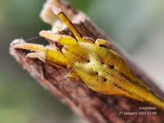 Arachnura melanura