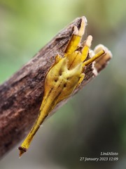 Arachnura melanura