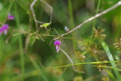 Desmodium floridanum