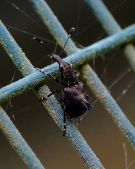 Hoplorhaphus spinifer