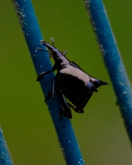 Scolopterus penicillatus