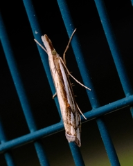 Orocrambus ramosellus