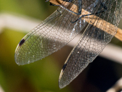 Leucorrhinia proxima