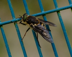 Pangoniinae