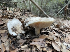 Russula brevipes
