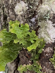 Lobaria