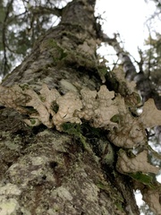 Lobaria