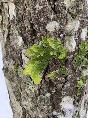 Lobaria