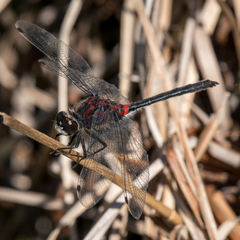 Leucorrhinia proxima
