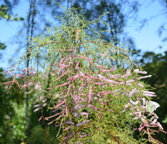 Tamarix