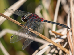 Leucorrhinia proxima
