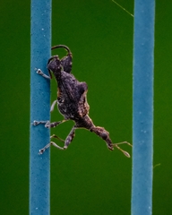 Stephanorhynchus lawsoni