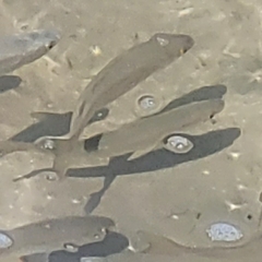 Aldrichetta forsteri