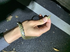 Lycodon flavozonatus