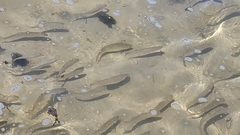 Aldrichetta forsteri